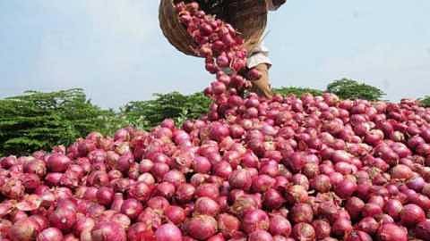 The arrival of Egyptian onions in the town agricultural produce market committee