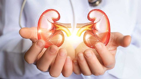 Kidney