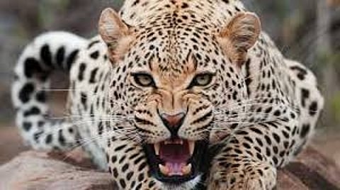 Leophard