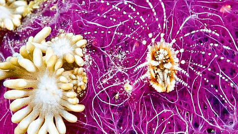 Microorganisms