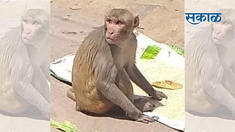 Monkey