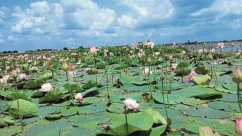 Nandurmadhyameshwar