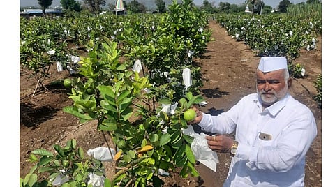 कोरोनाकाळात पेरू ठरतो उपयोगी; कसा ते वाचा सविस्तर