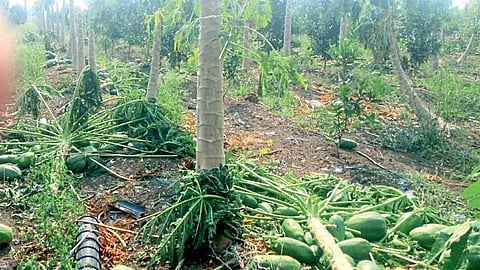 अकोला - मालेगाव तालुक्यातील डोंगरकिन्ही येथे बागेतील पपईची झाडे पडून मोठे नुकसान झाले.