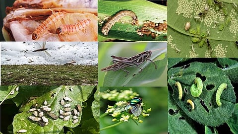 Pest.jpg