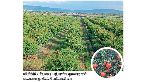 डाळिंबाने केला माळरानाचा कायापालट