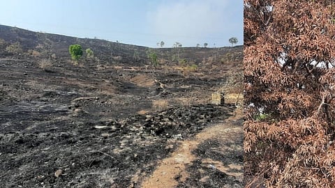 Biodiversity in Crisis began to appear in the forest kolhapur marathi news