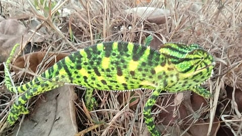 Camellia lizard was found in Kankadi kokan animal marathi news