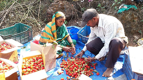 सावधान विषयुक्त स्ट्रॉबेरीपासून; पाचगणीत येथे मिळते विषमुक्त