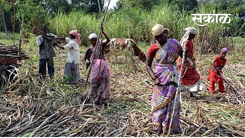 Loot for cane cutting; Demand for 8 thousand per acre