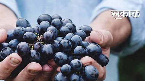 black grapes
