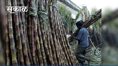 sugarcane