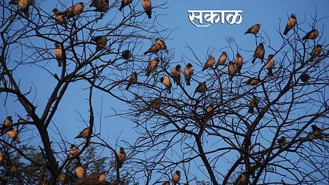 Saranggar.