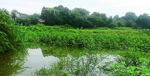 Soybean harvesting has come to a halt in Majalgaon due to torrential rains.jpg