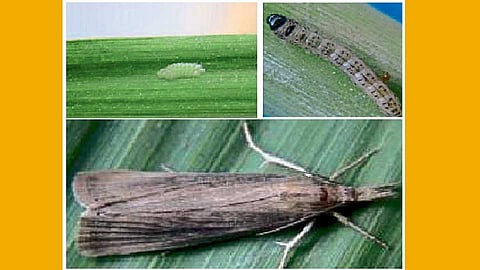 Sugarcane-worm