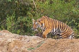 In Nine Month 53 Killed in Man-Animal Conflict in Maharashtra