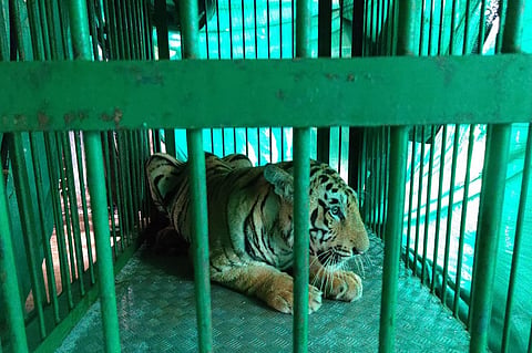 Tiger Captured In Just Two Hours