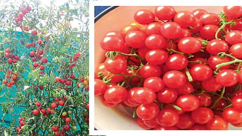 Tomato