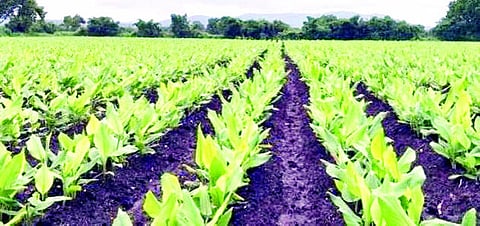Turmeric growers in washim district.jpg
