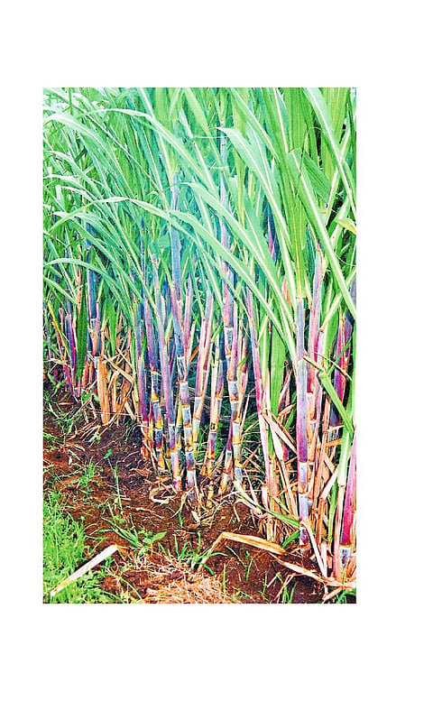 Gadhinglaj Sugar Industri Average Reached Kolhapur Marathi News