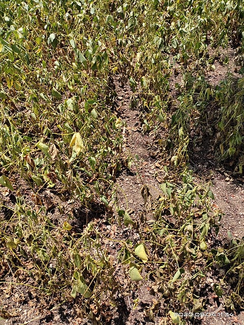 Soybean