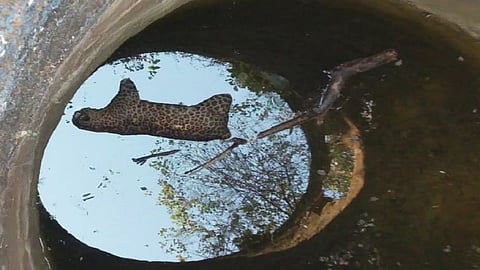 Dead Leopard Found in Well in Goregaon Gondia District Latest Marathi News