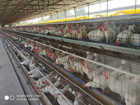 bird flu poultry farm