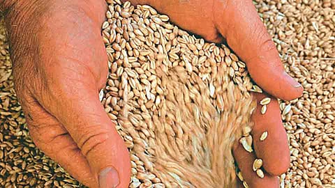 Wheat