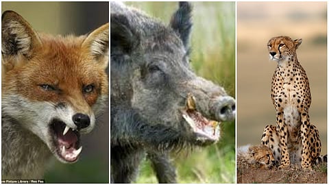 Wild Animals