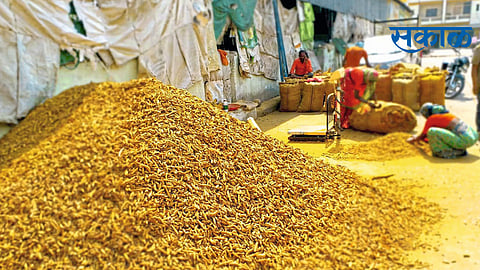 शेतक-यांनाे! हळद पाेत्यात 50 किलाेच आणा; मिळताेय 15 हजारांचा भाव