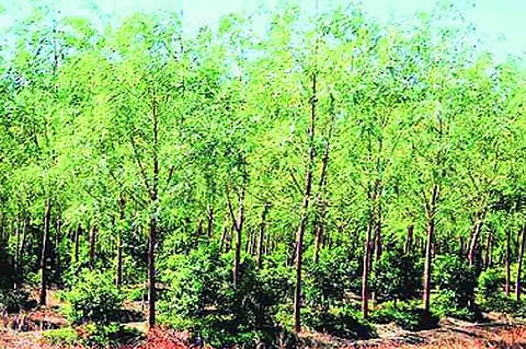 Farmers no longer need permission to cut down sandalwood trees