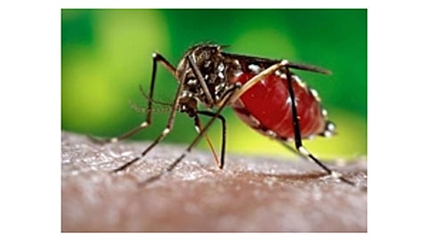 aegypti-mosquitoes
