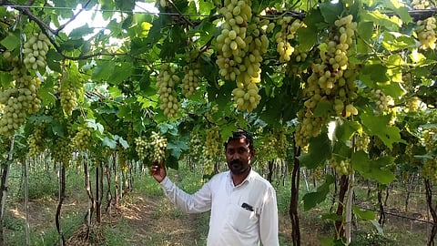 पारनेर (ता. अंबड) : येथील शेतकरी भाऊसाहेब भावले यांनी विकतच्या पाण्यावर फुलविलेली द्राक्षबाग.
