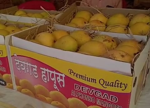 Mango local Karnataka mangoes Devgad Hapus.