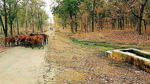 water scarcity issue in melghat of amravati