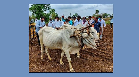 akola Guardian Minister Bachchu Kadu drove a tiffany in a field in the adopted village