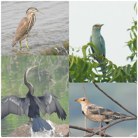 युरोप, पाक, बलुचिस्तानातून आले विदेशी ‘पाहुणे’; पक्षीमित्रांनी घेतल्या महत्त्वपूर्ण नोंदी