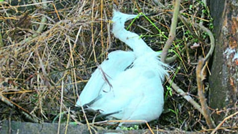 dead person in a mine near kolhapur Rankala Lake