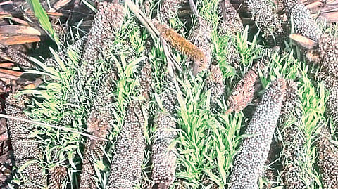 Heavy rains and Insects damaged the crop farmers