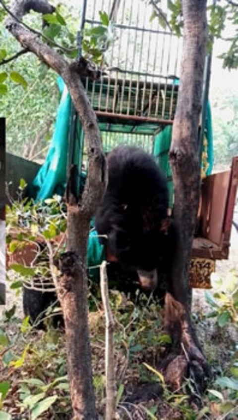 bear
