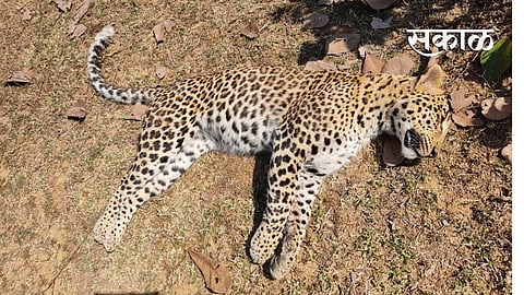 Three year old leopard dies of starvation