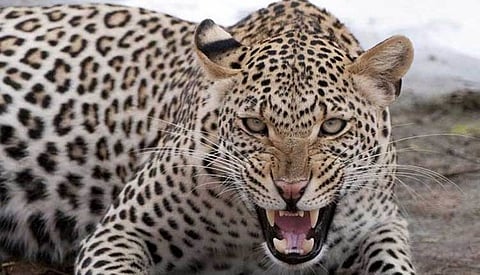 bibatya.