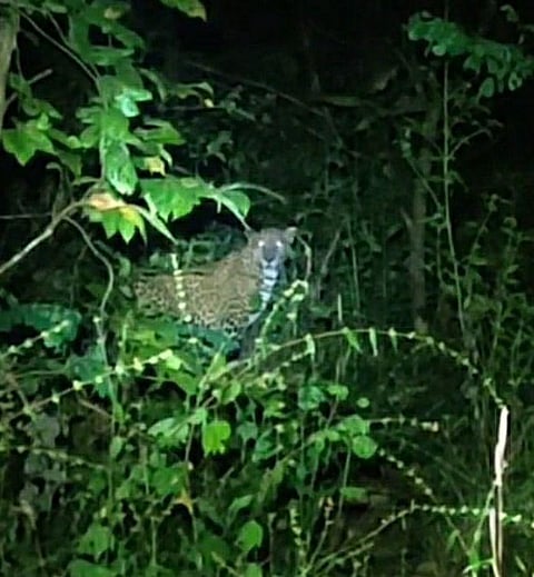 Leopards were spotted in Morle-Ghotgewadi area of Sindhudurg district