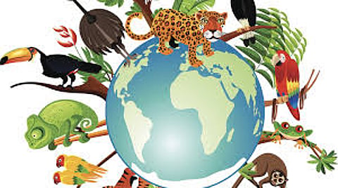 Economy Collapsed due to Declining in Biodiversity