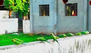 bird school