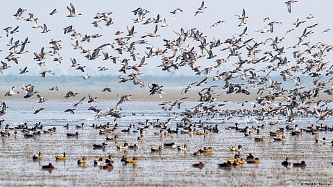 late monsoon delayed the arrival of migratory birds