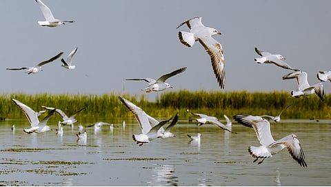 birds from europe and america migrated in yavatmal