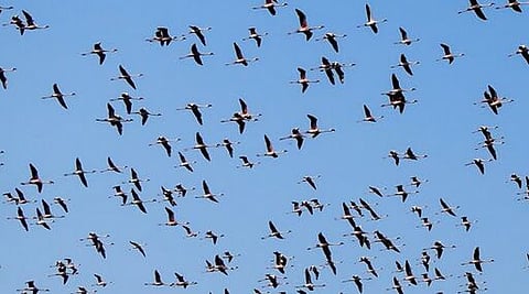 Akola Marathi News Exotic guest birds came from Alaska, Europe, Africa