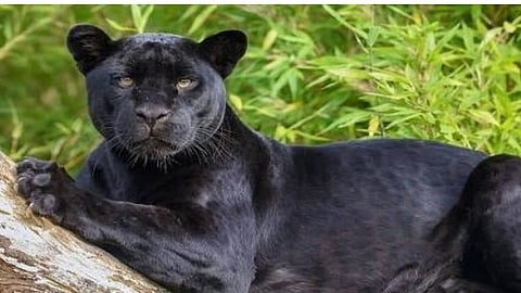 kokan Black Panther appeared Video goes viral from villagers Forest department install cameras