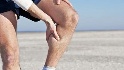 calf.jpg